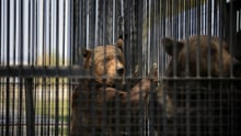 Two bears kept in barren cages at the  Onesti Zoo in Romania.
