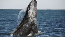 A juvenile Gray whale ist entangled in a lobster trap line off the coast of Mexico