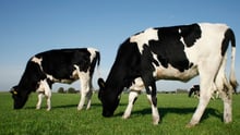 Cows