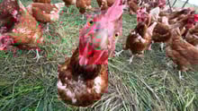 chicken