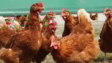 Hens