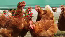 chickens