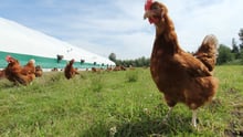 hen