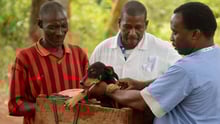 Man brings his dogs to be vaccinated against rabies in Zanzibar, Tanzania