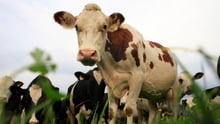 dairy cows 