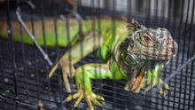  A caged iguana for sale