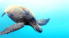 sea turtle 