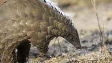 Pangolin