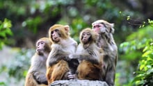 macaque monkeys in the wild