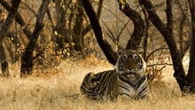 Caption: A wild tiger sitting on the dry grasses in a reserve in India. Credit: iStock. by Getty Images