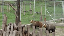 Two rescued bears in Hungarian bear sanctuary
