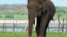 Elephant in the wild