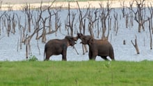 Wild asian elephants in Kaudulla National Park in Sri Lanka