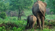 Wild asian elephants in Udawalawa National Park in Sri Lanka