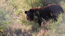 bear