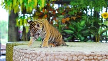 A tiger cub is chained for tourists to take photos with him.