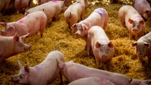 Pigs in group housing with deep beds in a higher welfare indoor farm in the UK