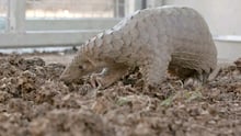 One of the rescued pangolins at a wildlife centre in Thailand