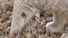 Pangolin