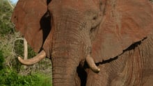 A wild elephant in Kenya