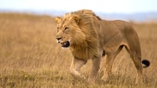 A wild lion stalking prey in a national park in Kenya.
