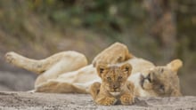 lion, lion cubs, cubs