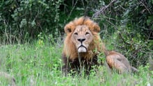 A male lion in the wild sits in long grass