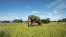 An elephant in Chobe National Park, Botswana