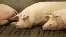 Pigs lying down at Dexing Farm near Shantou city in Guangdong Province