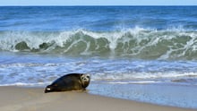 How plastic pollution is affecting seals and other marine life
