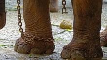 An elephant is chained up - World Animal Protection - Wildlife. Not entertainers