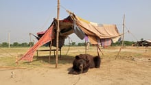 Breaking the cruel cycle of dancing bears