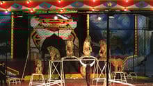 Circus Tiger - World Animal Protection