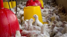 chickens, Africa