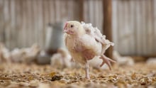 Change for chickens