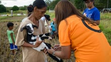 A World Animal Protection team member provide rapid emergency veterinary care to a goat after Tyhpoon Haima struck