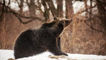 A bear in snow.