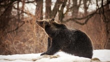A bear shaking off snow at the World Animal Protection funded sanctuary, Zarnesti, Romania - February 2017. Credit Line: World Animal Protection