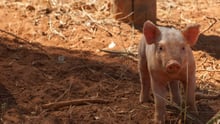 A piglet standing in dirt and straw.
