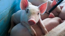 pig