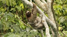 Wild sloth