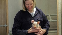 piglet, UK