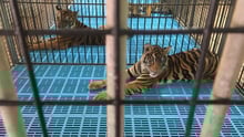 tiger