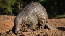 pangolin