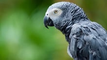 Turkish Airlines: it must act to stop parrot poaching