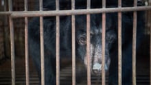 Pictured: a bear kept caged and farmed to fuel the bear bile industry.
