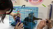Otter trapped in a cruel otter cafe in Japan
