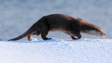 Otter in the wild