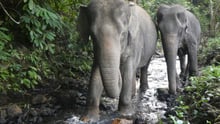 Elephants enjoying a new life at Following Giants
