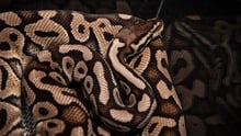 Ball python is small glass container 